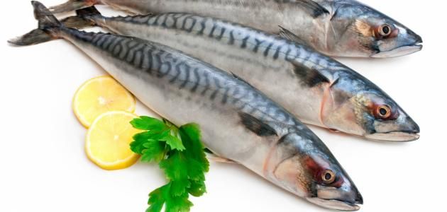 Mackerel Fish Meal