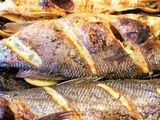 Sea Bass Fish