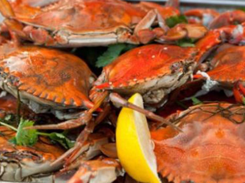 Medium Female Crabs