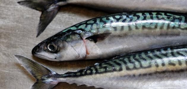 Mackerel
