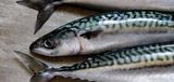 Mackerel