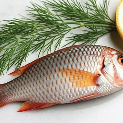 Sea Bream