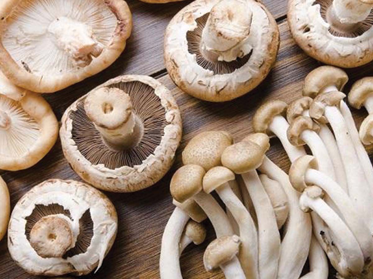 Mushroom