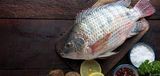 Tilapia Fish