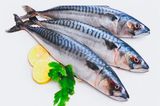 Mackerel Fish