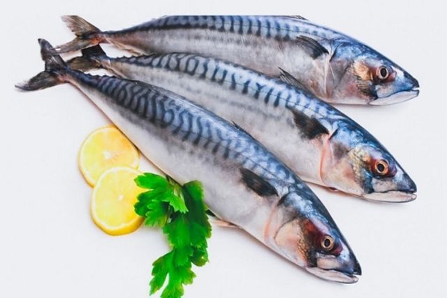 Mackerel Fish