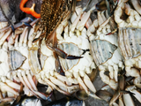 Crabs Platter