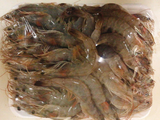 Shrimp Not Cooked Medium