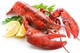 Lobster - Kilo