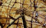 Nuts And Basbousa Pie