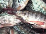 Tilapia Fish Meal