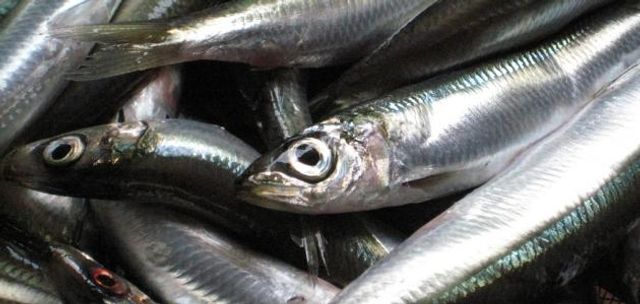 Plain Sardine Sandwich