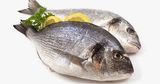 Small Tilapia Fish